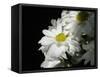 Daisy Flower-null-Framed Stretched Canvas