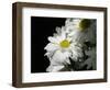 Daisy Flower-null-Framed Photographic Print