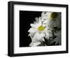 Daisy Flower-null-Framed Photographic Print