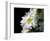 Daisy Flower-null-Framed Photographic Print