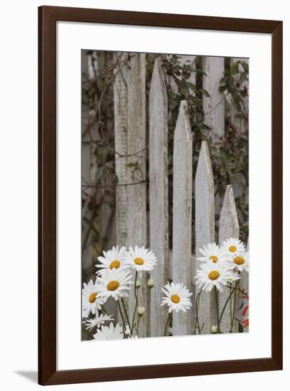 Daisy flowers and fence, Cannon Beach, Oregon-Adam Jones-Framed Photographic Print