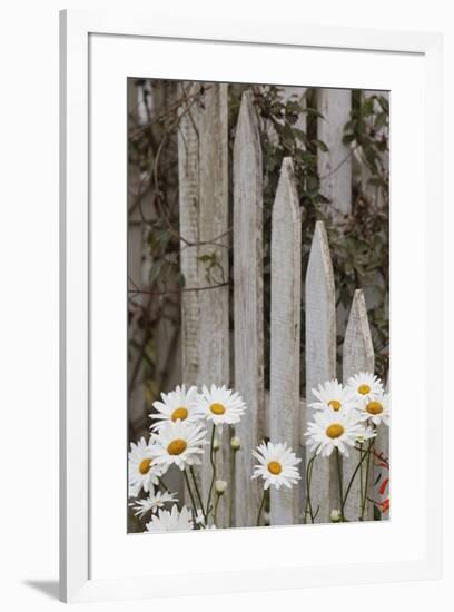 Daisy flowers and fence, Cannon Beach, Oregon-Adam Jones-Framed Photographic Print