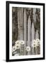 Daisy flowers and fence, Cannon Beach, Oregon-Adam Jones-Framed Photographic Print