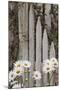 Daisy flowers and fence, Cannon Beach, Oregon-Adam Jones-Mounted Photographic Print