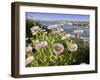 Daisy Flowers-Tony Craddock-Framed Photographic Print