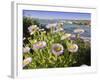 Daisy Flowers-Tony Craddock-Framed Photographic Print