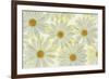 Daisy Flowers-Cora Niele-Framed Photographic Print