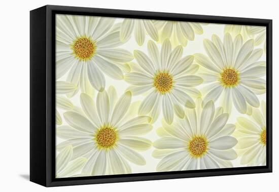 Daisy Flowers-Cora Niele-Framed Stretched Canvas