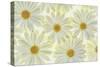 Daisy Flowers-Cora Niele-Stretched Canvas