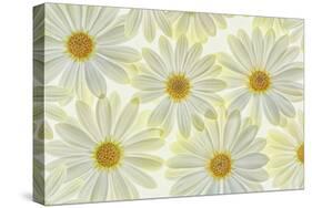 Daisy Flowers-Cora Niele-Stretched Canvas