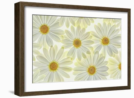 Daisy Flowers-Cora Niele-Framed Photographic Print