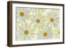 Daisy Flowers-Cora Niele-Framed Photographic Print