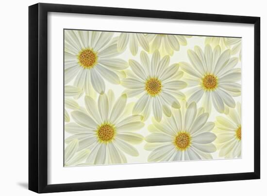 Daisy Flowers-Cora Niele-Framed Photographic Print