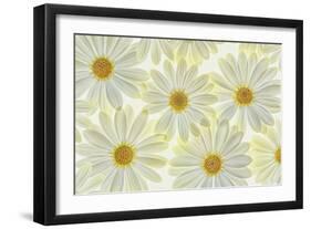 Daisy Flowers-Cora Niele-Framed Photographic Print
