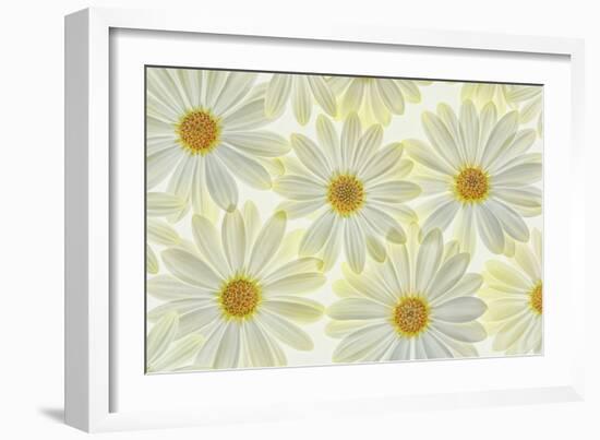 Daisy Flowers-Cora Niele-Framed Photographic Print