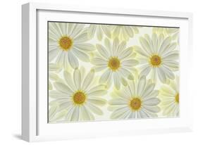 Daisy Flowers-Cora Niele-Framed Photographic Print