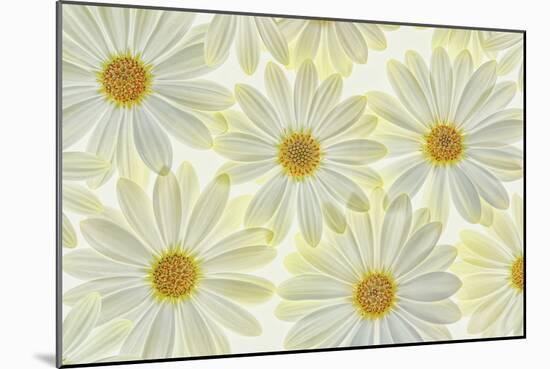 Daisy Flowers-Cora Niele-Mounted Photographic Print