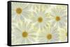 Daisy Flowers-Cora Niele-Framed Stretched Canvas