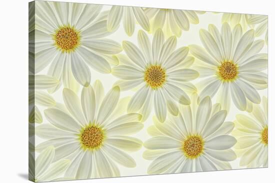 Daisy Flowers-Cora Niele-Stretched Canvas