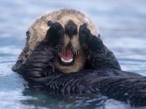 Sea Otters, Alaska, USA-Daisy Gilardini-Photographic Print