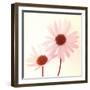 Daisy II-Katja Marzahn-Framed Giclee Print