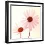 Daisy II-Katja Marzahn-Framed Giclee Print