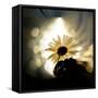 Daisy in the Spotlight-Ursula Abresch-Framed Stretched Canvas