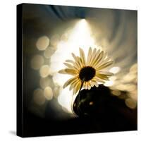 Daisy in the Spotlight-Ursula Abresch-Stretched Canvas