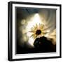 Daisy in the Spotlight-Ursula Abresch-Framed Photographic Print