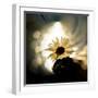 Daisy in the Spotlight-Ursula Abresch-Framed Photographic Print