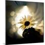 Daisy in the Spotlight-Ursula Abresch-Mounted Photographic Print