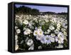 Daisy, Leucanthemum Vernale, Hiller Moor, Luebbecke, Germany-Thorsten Milse-Framed Stretched Canvas