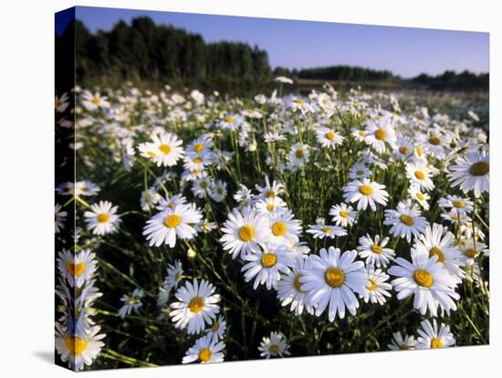 Daisy, Leucanthemum Vernale, Hiller Moor, Luebbecke, Germany-Thorsten Milse-Stretched Canvas