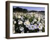 Daisy, Leucanthemum Vernale, Hiller Moor, Luebbecke, Germany-Thorsten Milse-Framed Photographic Print