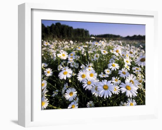 Daisy, Leucanthemum Vernale, Hiller Moor, Luebbecke, Germany-Thorsten Milse-Framed Photographic Print