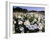 Daisy, Leucanthemum Vernale, Hiller Moor, Luebbecke, Germany-Thorsten Milse-Framed Photographic Print