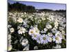 Daisy, Leucanthemum Vernale, Hiller Moor, Luebbecke, Germany-Thorsten Milse-Mounted Photographic Print