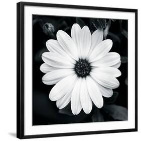 Daisy Light I-Joseph Eta-Framed Giclee Print