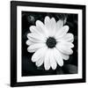 Daisy Light I-Joseph Eta-Framed Giclee Print