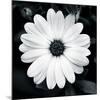 Daisy Light I-Joseph Eta-Mounted Giclee Print