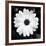 Daisy Light I-Joseph Eta-Framed Giclee Print