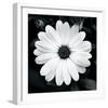 Daisy Light I-Joseph Eta-Framed Giclee Print