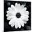 Daisy Light I-Joseph Eta-Mounted Giclee Print