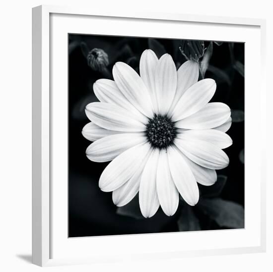 Daisy Light I-Joseph Eta-Framed Giclee Print