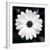 Daisy Light I-Joseph Eta-Framed Giclee Print