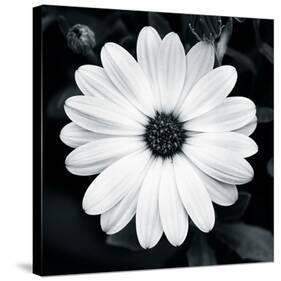 Daisy Light I-Joseph Eta-Stretched Canvas