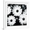 Daisy Light II-Joseph Eta-Framed Giclee Print