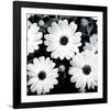 Daisy Light II-Joseph Eta-Framed Giclee Print