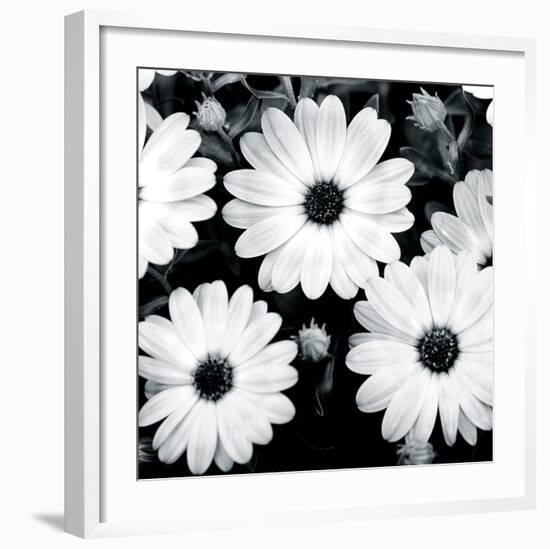 Daisy Light II-Joseph Eta-Framed Giclee Print