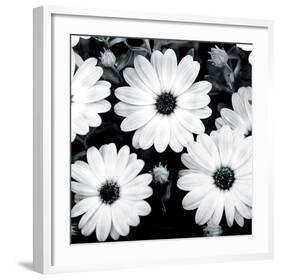 Daisy Light II-Joseph Eta-Framed Giclee Print